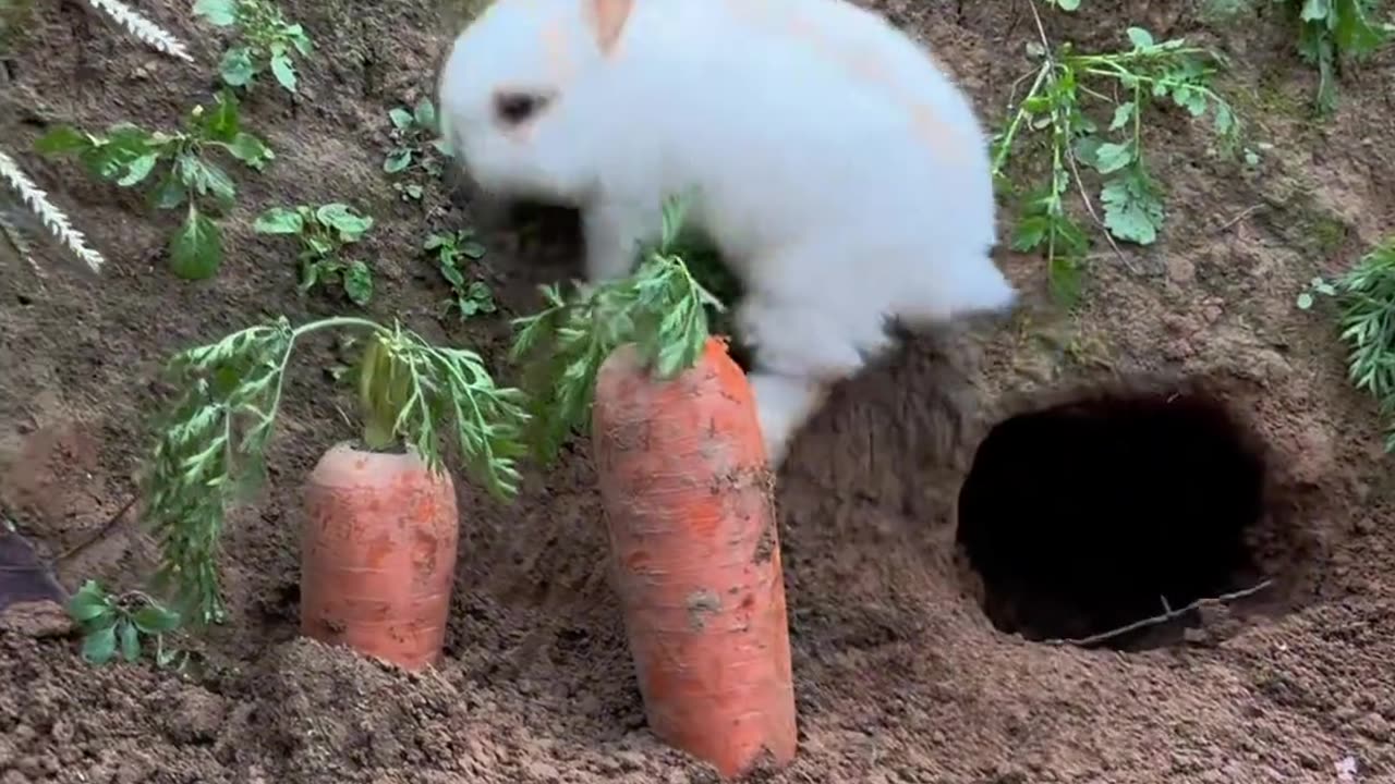 The little bunny comes out of the burrow.