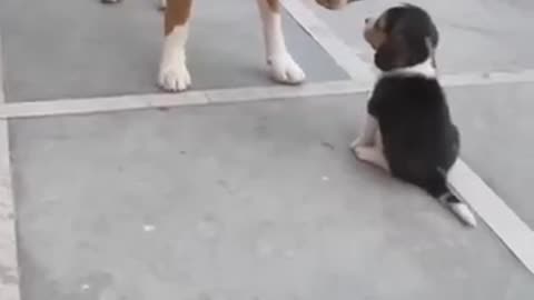 Dog funny video