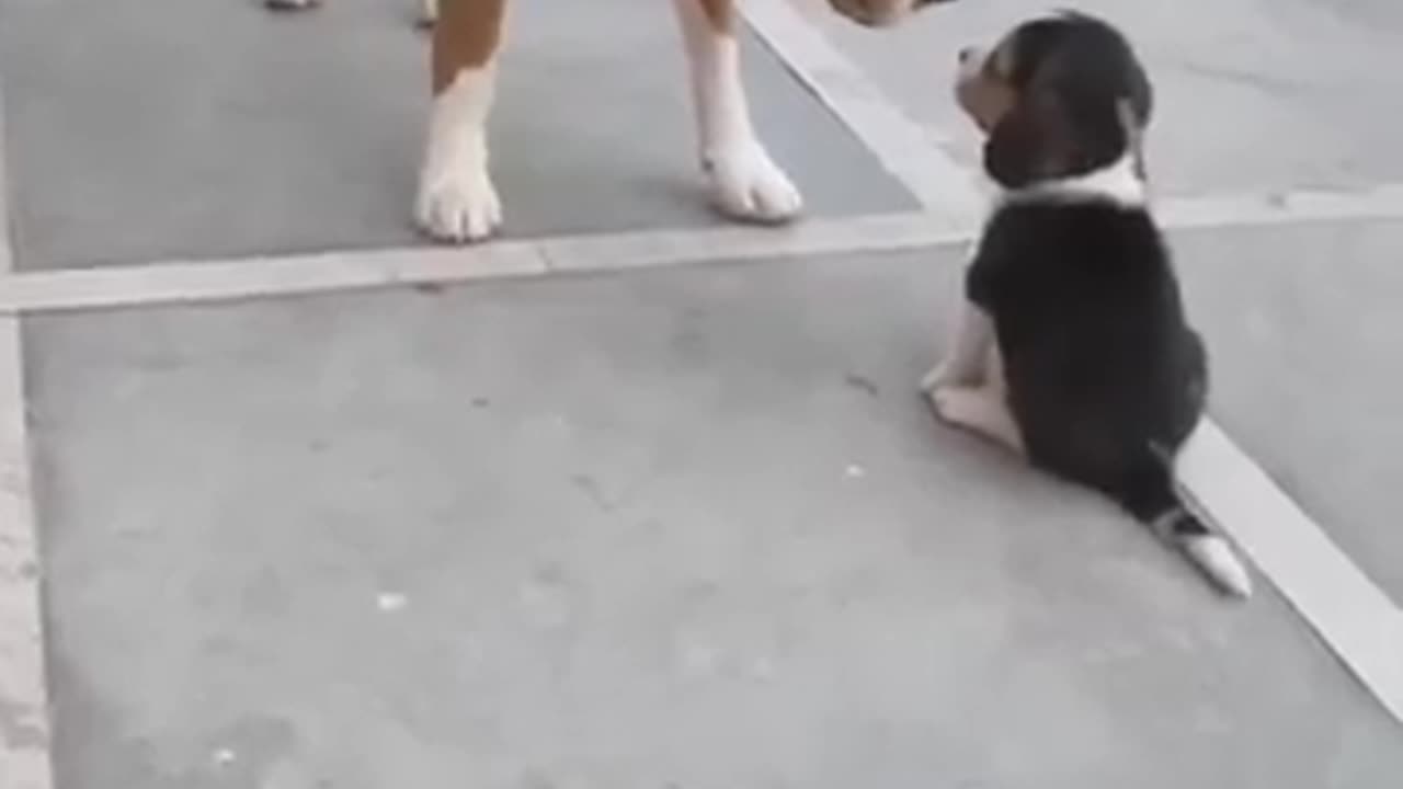 Dog funny video