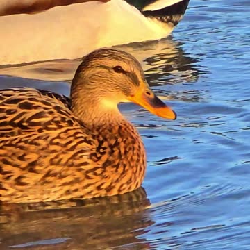 Close-up of ducks
