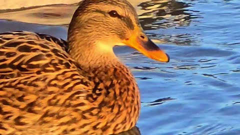 Close-up of ducks