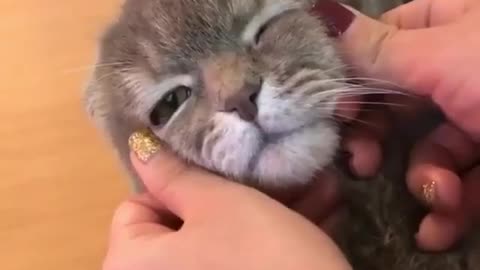 Whisker Whispers: Girl Discovers the Art of Zen Cat Eye Petting! 👁️😺