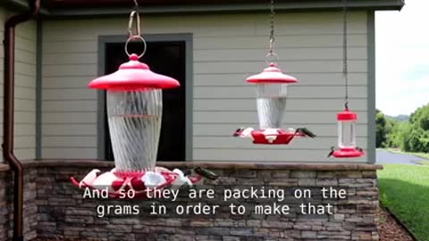 Hummingbird Migration_2