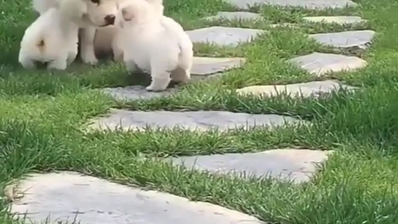 Funny animal videos|Cute animal videos |Funny dog&cat videos|Hilarious pet videos|Funny video