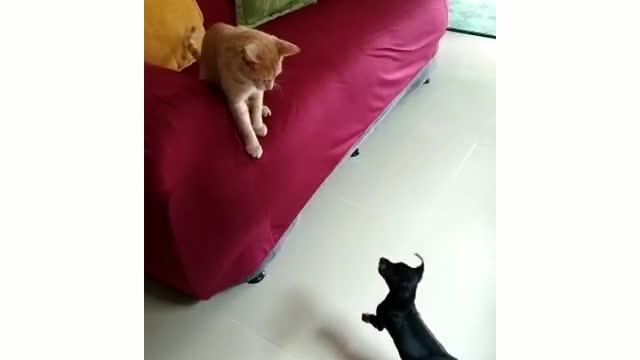 Cat and Dog friends