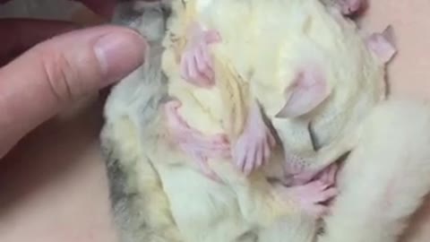 Sugar glider enjoys massage