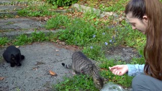 Hungry Stray Cats Are Grateful for a Good Meal - Feeding Stray Cats