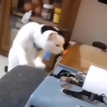 Funny Animal Videos Of The Day