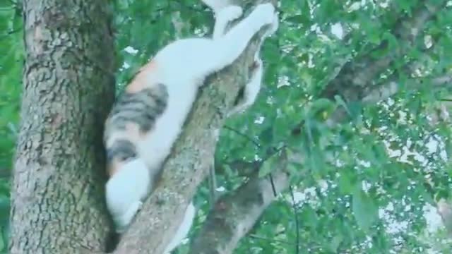 Mom cat rescue her little cat 🐈