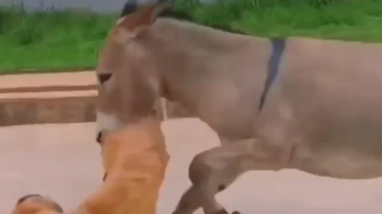 Donkey never give up