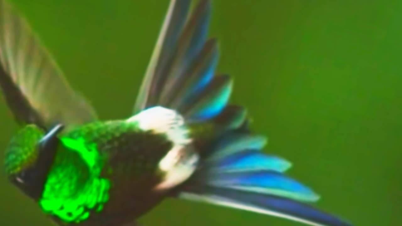 Two beautiful hummingbirds