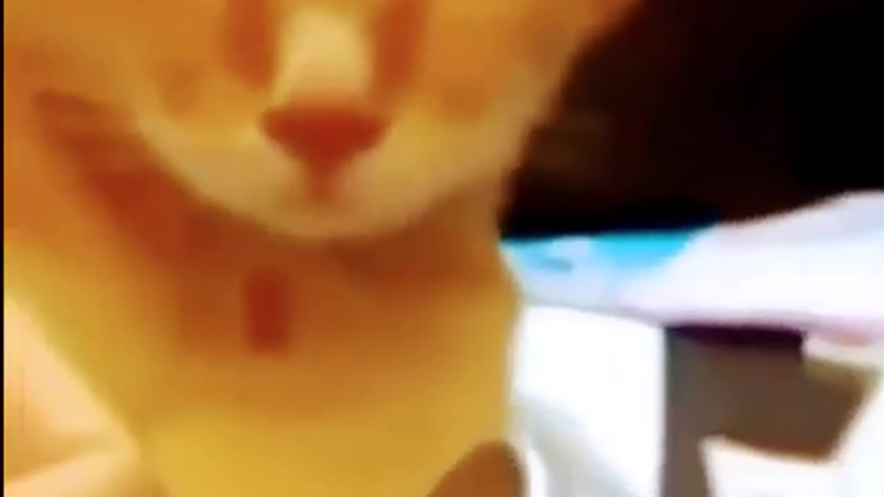 Cute Cat very Funny Videos | HD quality | Harshal Sao