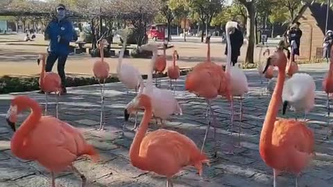 flamingos