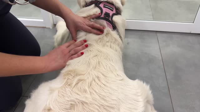 Cutest Golden Retriever Puppy is Confused by a Visit to the Vet