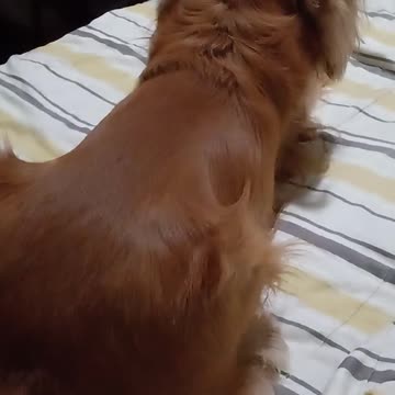 #dogshow, #goldendog2022