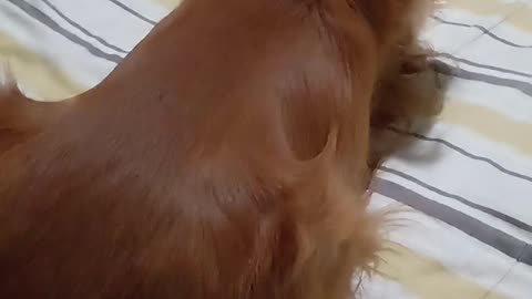 #dogshow, #goldendog2022