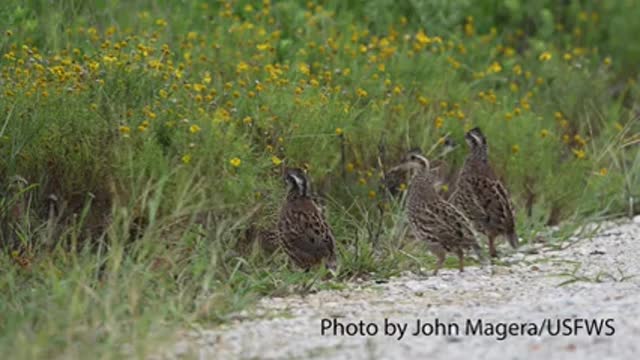 Counting Quail at Attwater (Audio Described)_2