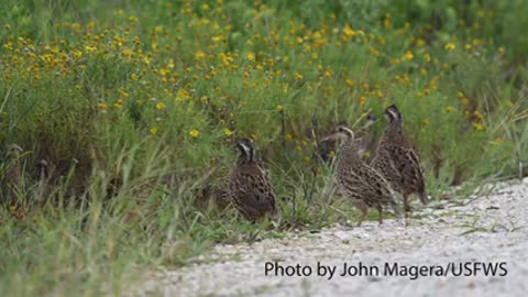 Counting Quail at Attwater (Audio Described)_2