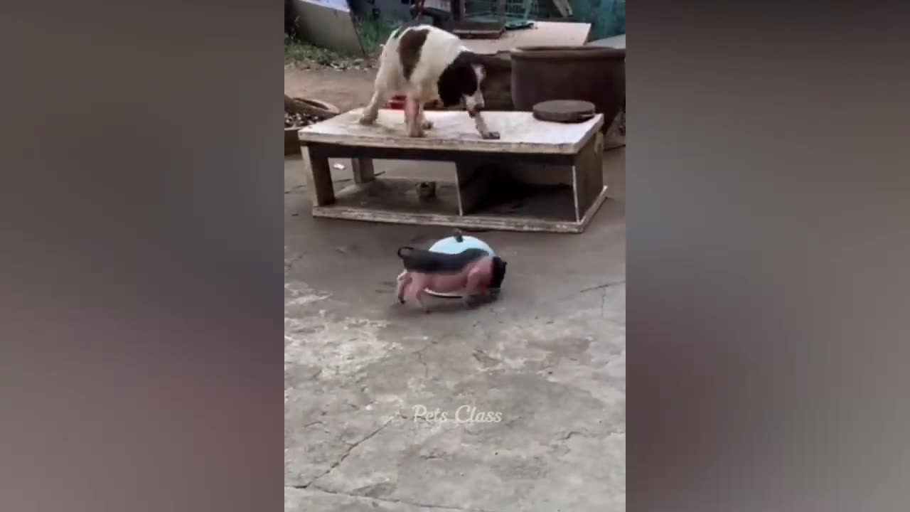 Funny Animal Video