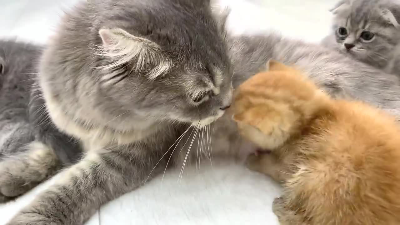 Ginger kitten's first meeting with the cat🐈 Will she feed him or not