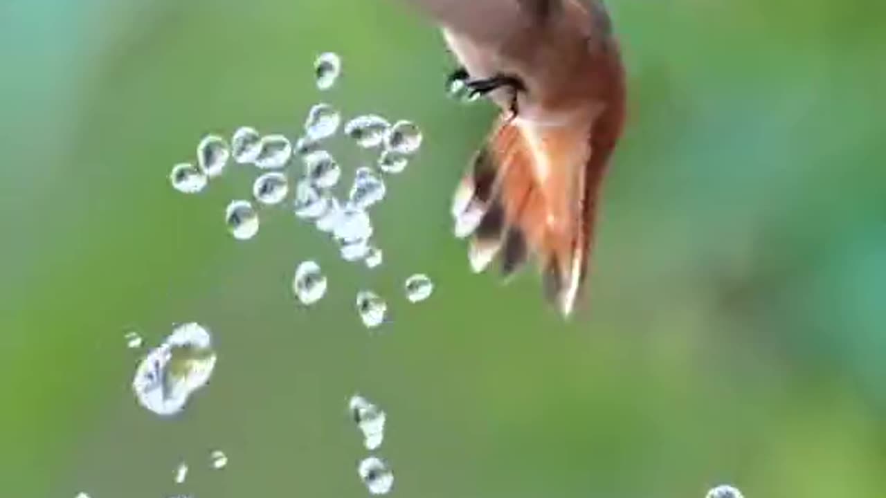 So cute birds