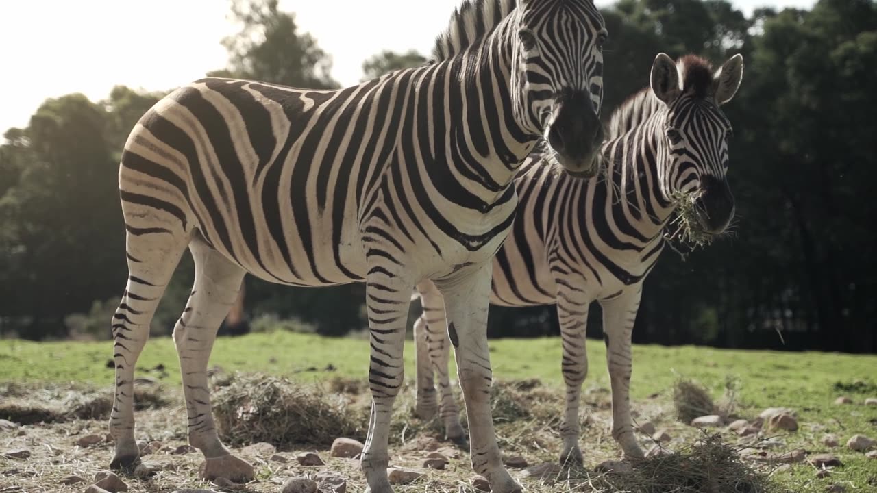 Zebra video