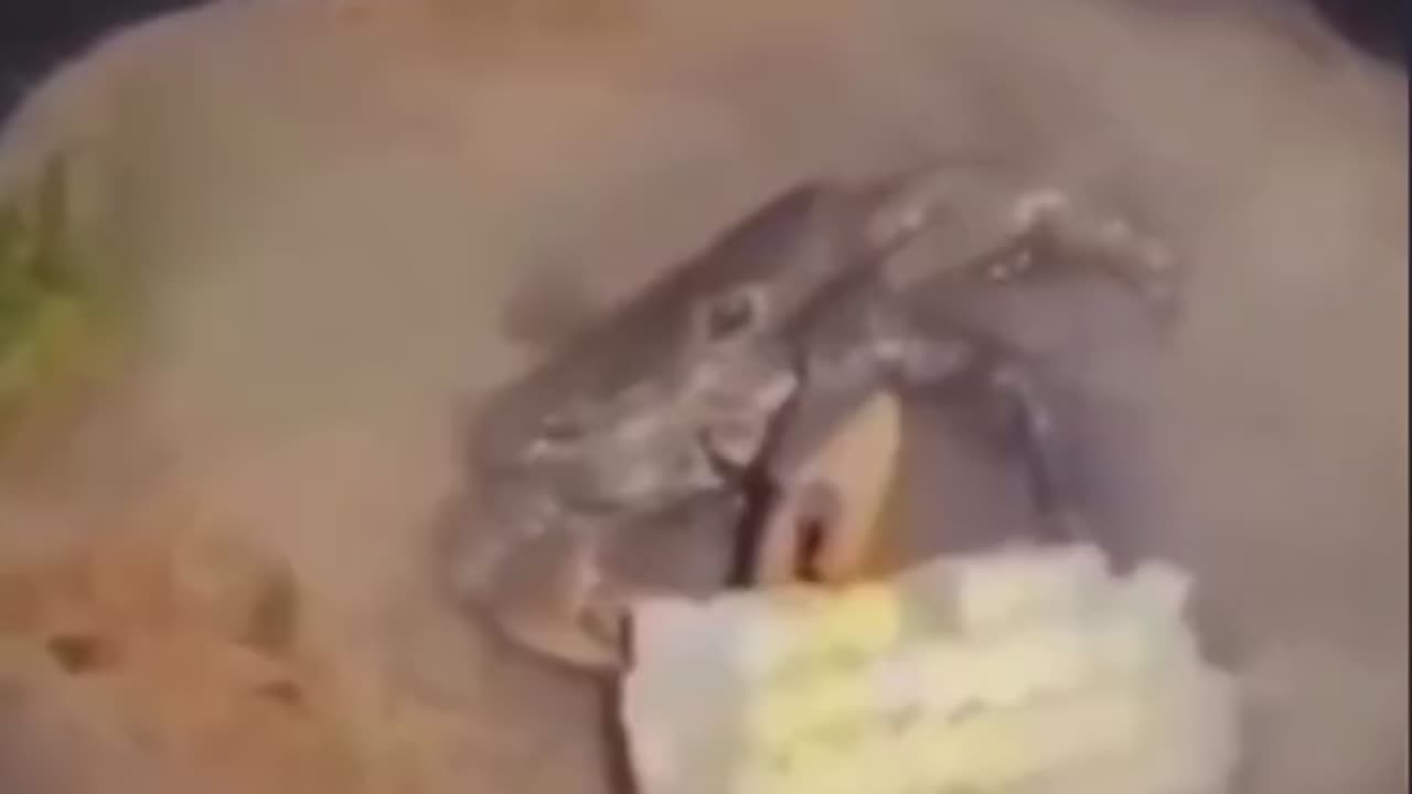 Crab's Last Meal