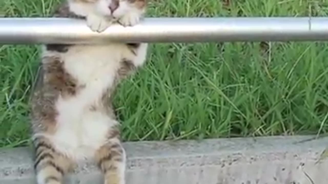 Funny Video