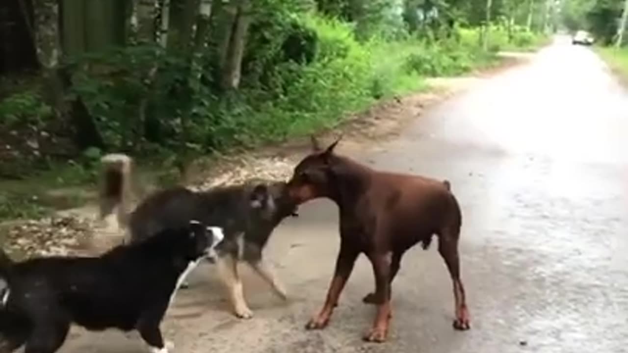 Fighting dogs