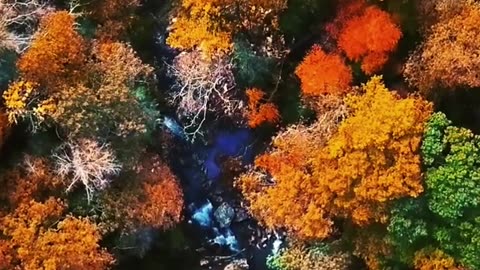 Aerial Footage of Forest Trees During Autumn #shorts