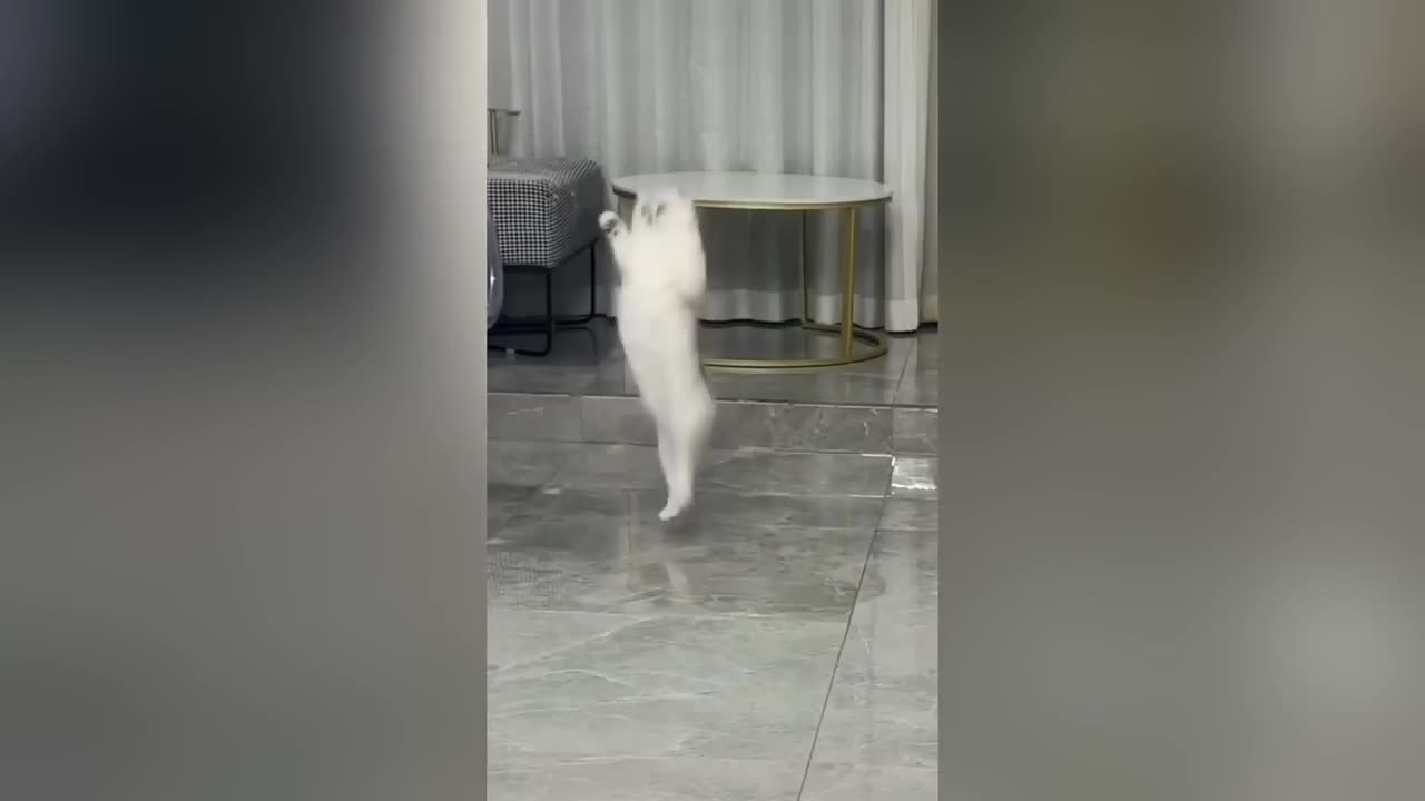 Funny Pets Compilation3