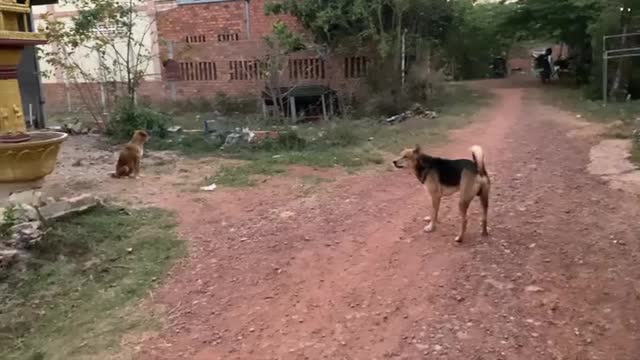 Two Dogs Catch Up and Other Two Barking In Jealous Way