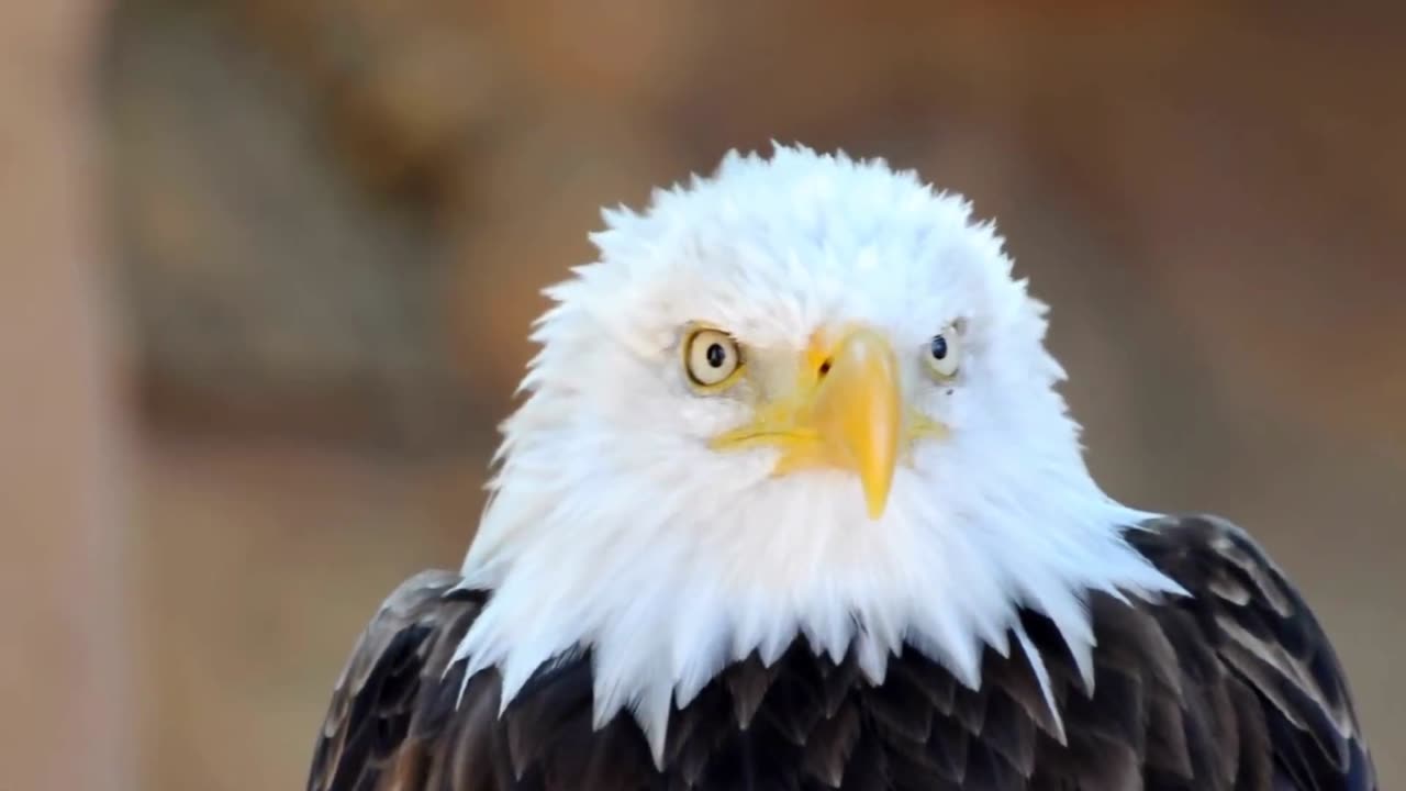 Amazing Eagle Close Up Footage - AnimalHero