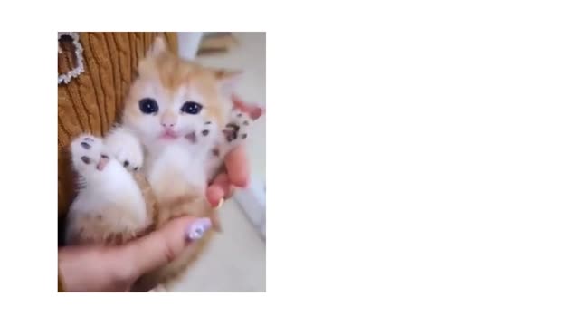 funny cat video