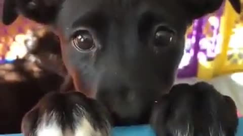 Cute dog has an important message for you... SMILE MORE