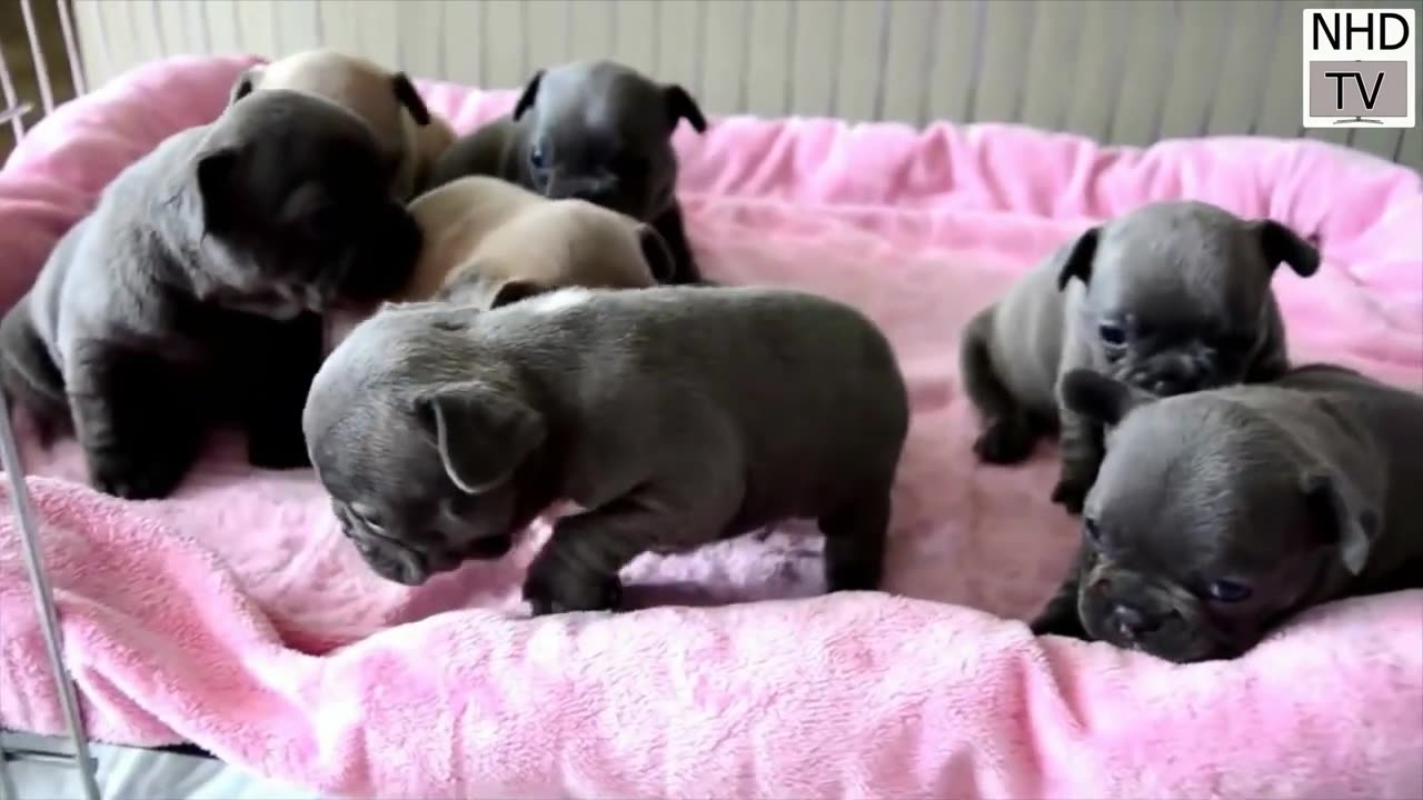 Cutest Dog in the world