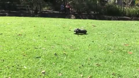 Introduce a wombat like animal, it is called capybara.