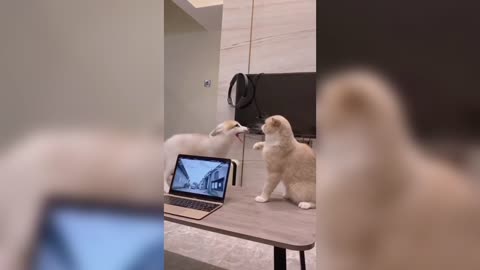 dog vs cat