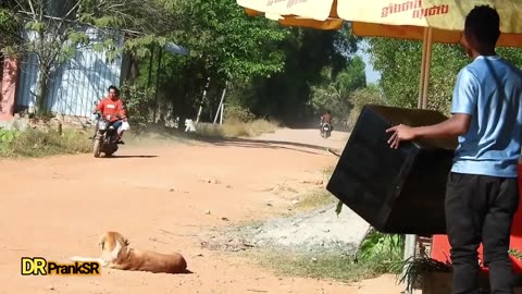 Wow !! TOP 20 Super Huge Box vs Prank Sleep Dogs Very Funny