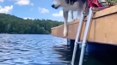 WATCH ANOTHER FUNNY DOG DOING WHAT ALWAYS DOES, A SHORT VIDEO