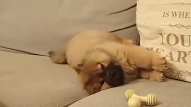 Chow Chow Dog - Puppy Lazy