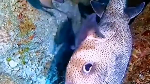 Wonderful animals