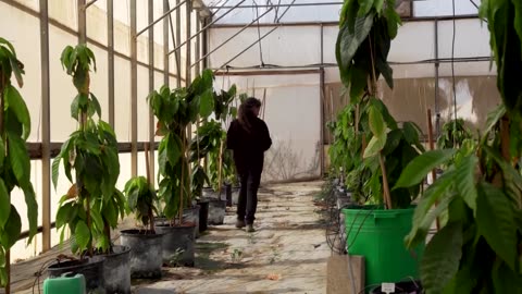High hopes in Israel for 'super hero' cocoa | REUTERS