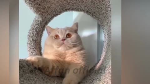 Cute & Funny Cat Videos