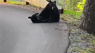 Mama Bear and Cub Wrestle in Road