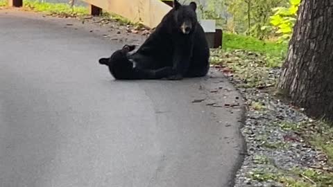 Mama Bear and Cub Wrestle in Road