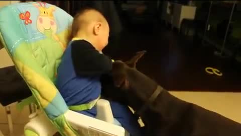 Doberman makes ticklish baby laugh hysterically