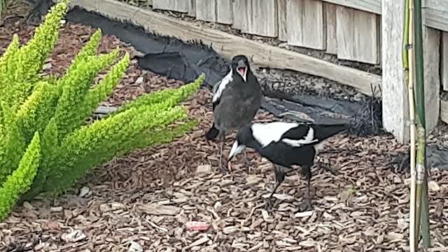 Daddy Bird feeding Whiny Chicks