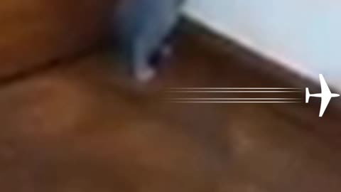 Attack Of The Funny Cat 2021 || The Best Videos About Cat #3 #catmeow