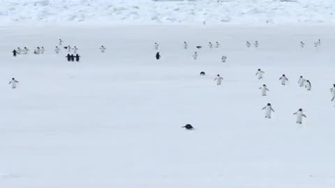 Pure Happiness: Delightful Penguins Spreading Joy